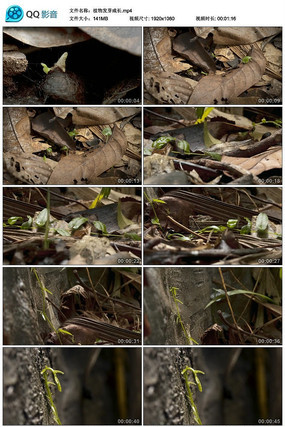 ֲ�﷢ѿ�ɳ���Ƶ�ز�