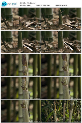 ���ӳɳ���Ƶ�ز�