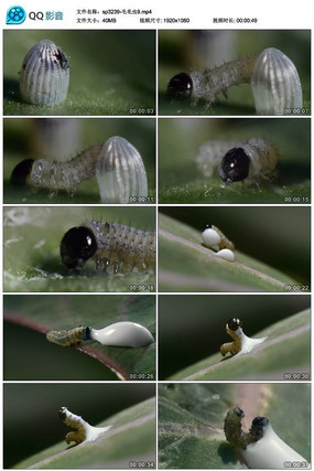 ��ɫëë����Ƶ�ز�