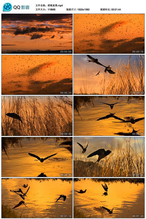 ����������Ƶ�ز�