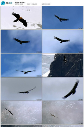 ��ɽѩɽ�����ӥ