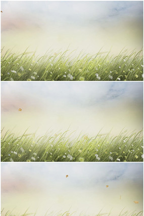 Ψ���ݵ���Ҷ