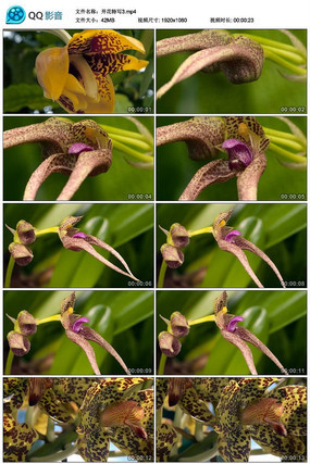 ���쿪����д��Ƶ�ز�