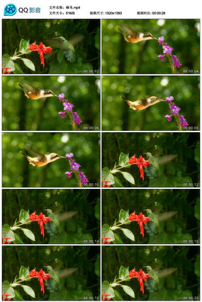 ���������Ƶ