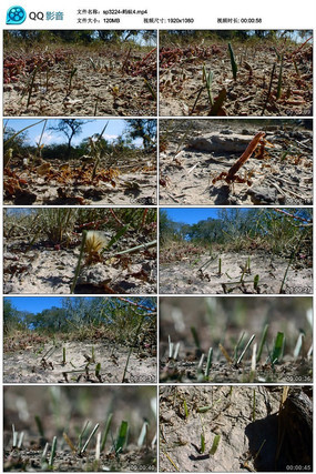 ������Ƶ���ϰ���Ҷ��Ƶ