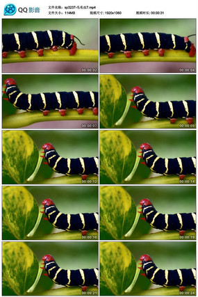 �ڻ����е�ëë����Ƶ�ز�