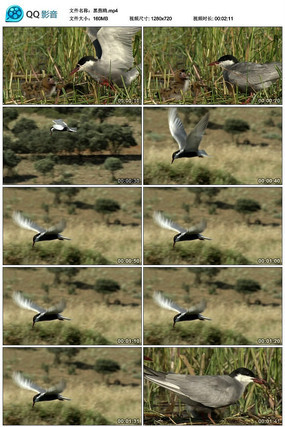 ����Ÿ��Ƶ�ز�