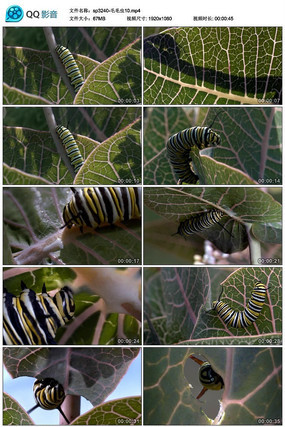 �ƺ�ëë����Ƶ�ز�