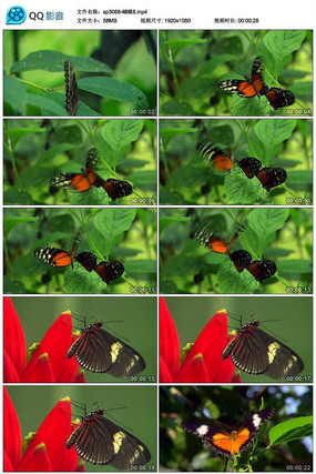 ��԰�к�����Ƶ�ز�