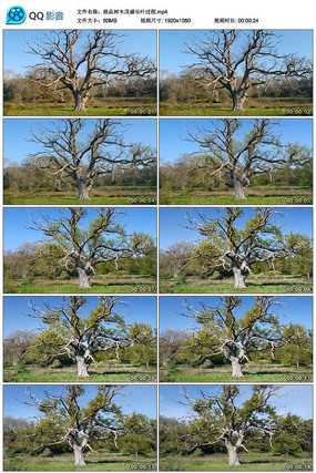 ��Ʒ��ľïʢ��Ҷ������Ƶ�ز�