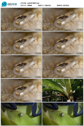 ��ɫ����