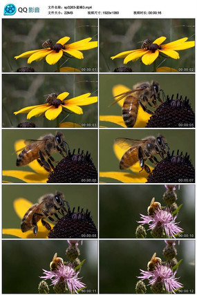 �۷�ɻ�����Ƶ