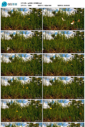 �߲ʺ�����Ƶ�ز�