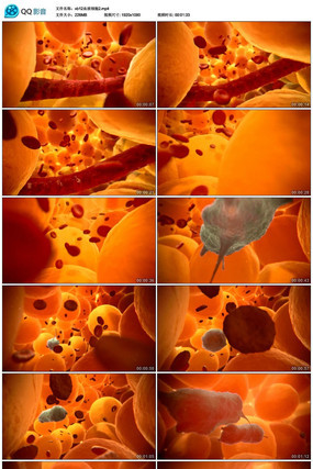 ����ѪҺϸ����Ƶ