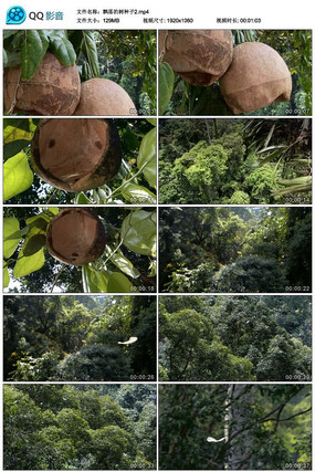 ɭ��Ʈ�����������Ƶ�ز�