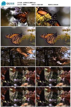 ɭ���еĵ���������Ƶ�ز�