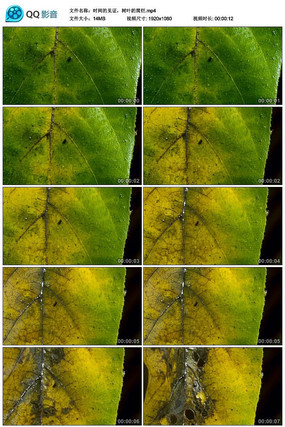 ʱ��ļ�֤��Ҷ�ĸ�����Ƶ�ز�