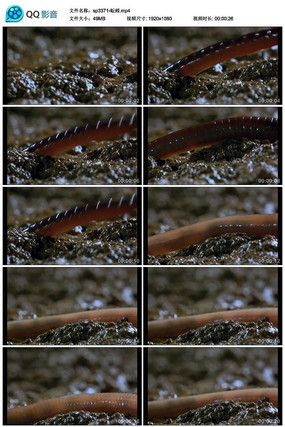 �����Ƶ�ز�