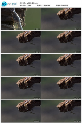 ��Ҷ���۷�