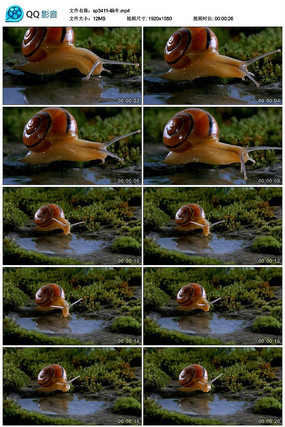 ��ţ��ˮ��Ƶ