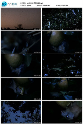 ҹ��ʳ��������3