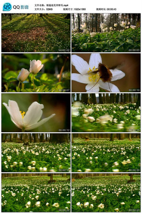 Ψ��������