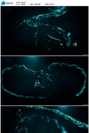  Ψ����תƮ�����Ӷ�̬��Ƶ�ز� mov