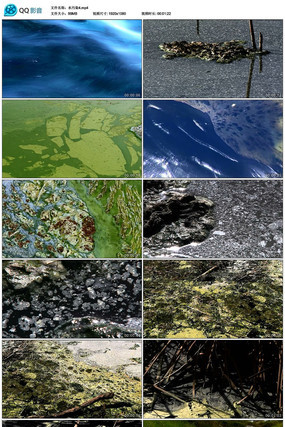 ������Ⱦ