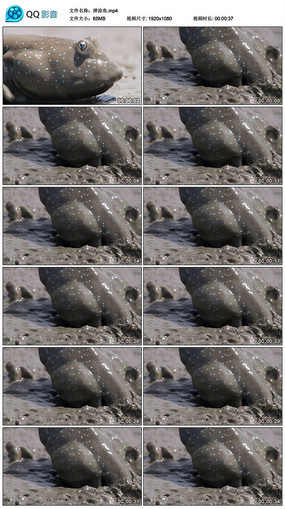 Ϳʵز