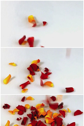 Ʈ������