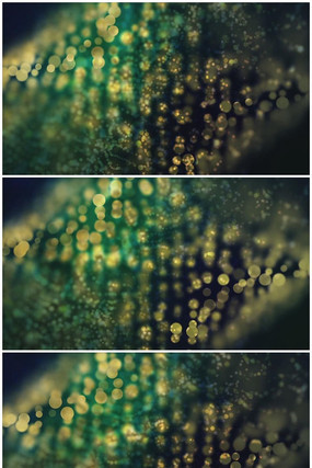 ��ɫ��Ψ��������Ƶ����