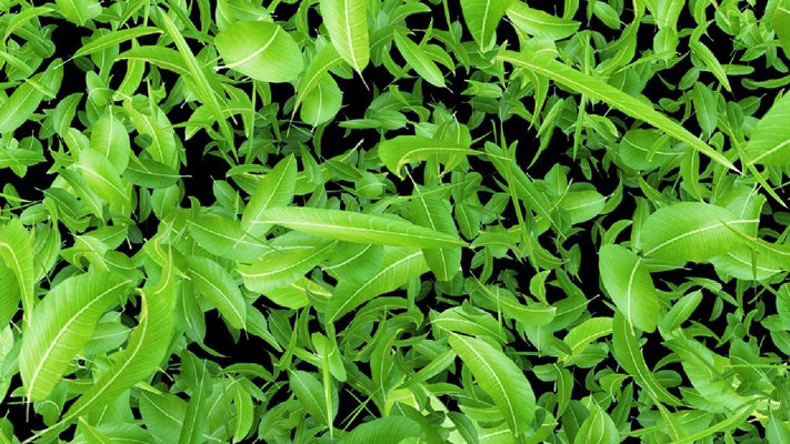 ��ҶƮ����̬��Ƶ�ز� mov