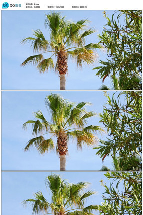 �紵�����ʵ����Ƶ�ز� mov