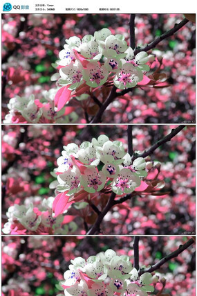 ʵ���һ�������Ƶ mov