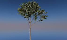 ����C4Dģ��