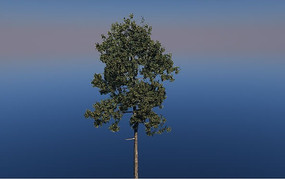 C4Dģ