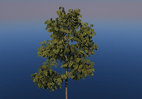 СҶ��C4Dģ��