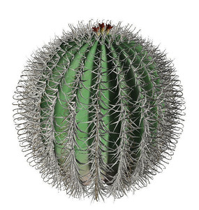 ����c4d��ģ