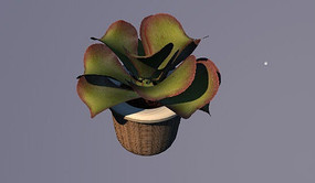 八宝景天C4D模型 八宝景天C4D模型