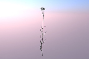 ���ɻ�C4Dģ��