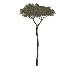 ߴľc4dģ