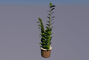 ��֮��C4Dģ��