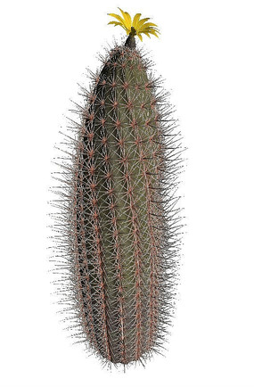 ʢc4dģ