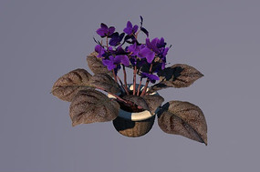 ������C4Dģ��