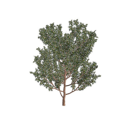 ����C4Dģ��