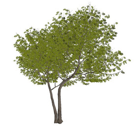 βC4Dģ
