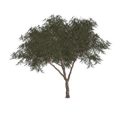 ���C4Dģ��