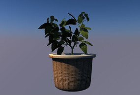 ������C4Dģ��