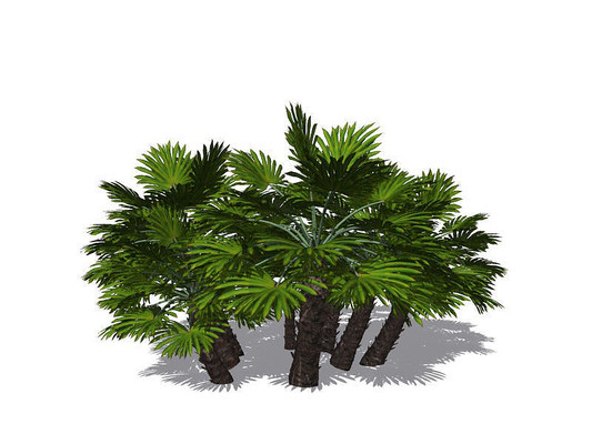 悬铃木C4D模型 悬铃木C4D模型