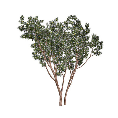 ����C4Dģ��